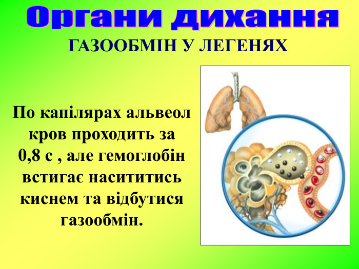 По капілярах альвеол кров проходить за        0,8 с , але гемоглобін встигає насититись киснем та відбутися газообмін.  ГАЗООБМІН У ЛЕГЕНЯХ  