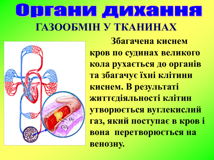  Збагачена киснем кров по судинах великого кола рухається до органів та збагачує їхні клітини киснем. В результаті життєдіяльності клітин утворюється вуглекислий газ, який поступає в кров і вона  перетворюється на венозну.  ГАЗООБМІН У ТКАНИНАХ 