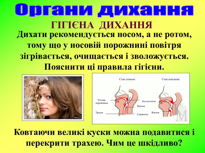 ГІГІЄНА  ДИХАННЯ Дихати рекомендується носом, а не ротом, тому що у носовій порожнині повітря зігрівається, очищається і зволожується. Пояснити ці правила гігієни.      Ковтаючи великі куски можна подавитися і перекрити трахею. Чим це шкідливо? Стан спокою Стан ковтання Ротова порожнина Трахея  Стравохід  Язичок  Язичок  Надгортанник  