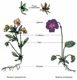 Рисунки цветков с корневой системой - рисунки о любиви