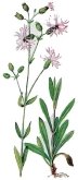 Горицвет кукушкин, кукушкин цвет Coronaria flos-cucu-li L. A. Br.