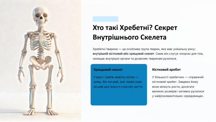 Хто такі Хребетні? Секрет Внутрішнього Скелета. Хребетні тварини — це особлива група тварин, яка має унікальну рису: внутрішній кістковий або хрящовий скелет. Саме він слугує опорою для тіла, захищає внутрішні органи та дозволяє тваринам рухатися. Хрящовий скелет. У акул і скатів замість кісток — хрящ. Він легший, але такий само міцний для їхнього способу життя. Кістковий хребет. У більшості хребетних — справжній кістковий хребет. Завдяки йому вони можуть рости, досягати великих розмірів і активно рухатися у найрізноманітніших середовищах.