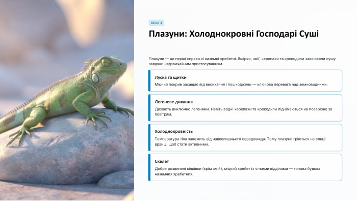 КЛАС 3 Плазуни: Холоднокровні Господарі СушіПлазуни — це перші справжні наземні хребетні. Ящірки, змії, черепахи та крокодили завоювали сушу завдяки надзвичайним пристосуванням. Луска та щитки. Міцний покрив захищає від висихання і пошкоджень — ключова перевага над земноводними. Легеневе дихання. Дихають виключно легенями. Навіть водні черепахи та крокодили піднімаються на поверхню за повітрям. Холоднокровність. Температура тіла залежить від навколишнього середовища. Тому плазуни гріються на сонці вранці, щоб стати активними. Скелет. Добре розвинені кінцівки (крім змій), міцний хребет із чіткими відділами — типова будова наземних хребетних.