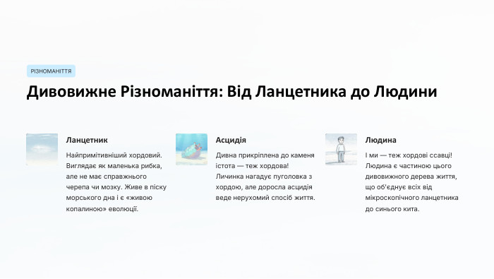 РІЗНОМАНІТТЯДивовижне Різноманіття: Від Ланцетника до Людини. Ланцетник. Найпримітивніший хордовий. Виглядає як маленька рибка, але не має справжнього черепа чи мозку. Живе в піску морського дна і є «живою копалиною» еволюції. Асцидія. Дивна прикріплена до каменя істота — теж хордова! Личинка нагадує пуголовка з хордою, але доросла асцидія веде нерухомий спосіб життя. ЛюдинаІ ми — теж хордові ссавці! Людина є частиною цього дивовижного дерева життя, що об'єднує всіх від мікроскопічного ланцетника до синього кита.