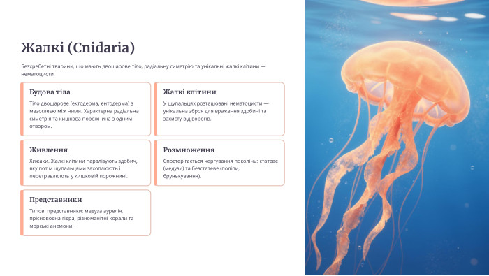 Жалкі (Cnidaria)Безхребетні тварини, що мають двошарове тіло, радіальну симетрію та унікальні жалкі клітини — нематоцисти. Будова тіла. Тіло двошарове (ектодерма, ентодерма) з мезоглеєю між ними. Характерна радіальна симетрія та кишкова порожнина з одним отвором. Жалкі клітини. У щупальцях розташовані нематоцисти — унікальна зброя для враження здобичі та захисту від ворогів. Живлення. Хижаки. Жалкі клітини паралізують здобич, яку потім щупальцями захоплюють і перетравлюють у кишковій порожнині. Розмноження. Спостерігається чергування поколінь: статеве (медузи) та безстатеве (поліпи, брунькування). Представники. Типові представники: медуза аурелія, прісноводна гідра, різноманітні корали та морські анемони.