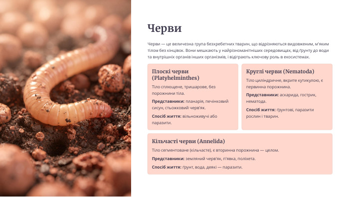 Черви. Черви — це величезна група безхребетних тварин, що відрізняються видовженим, м'яким тілом без кінцівок. Вони мешкають у найрізноманітніших середовищах, від ґрунту до води та внутрішніх органів інших організмів, і відіграють ключову роль в екосистемах. Плоскі черви (Platyhelminthes)Тіло сплющене, тришарове, без порожнини тіла. Представники: планарія, печінковий сисун, стьожковий черв'як. Спосіб життя: вільноживучі або паразити. Круглі черви (Nematoda)Тіло циліндричне, вкрите кутикулою, є первинна порожнина. Представники: аскарида, гострик, нематода. Спосіб життя: ґрунтові, паразити рослин і тварин. Кільчасті черви (Annelida)Тіло сегментоване (кільчасте), є вторинна порожнина — целом. Представники: земляний черв'як, п'явка, поліхета. Спосіб життя: ґрунт, вода, деякі — паразити.