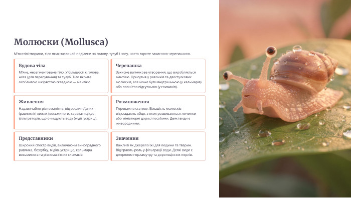 Молюски (Mollusca)М'якотілі тварини, тіло яких зазвичай поділене на голову, тулуб і ногу, часто вкрите захисною черепашкою. Будова тіла. М'яке, несегментоване тіло. У більшості є голова, нога (для пересування) та тулуб. Тіло вкрите особливою шкірястою складкою — мантією. Черепашка. Захисне вапнякове утворення, що виробляється мантією. Присутня у равликів та двостулкових молюсків, але може бути внутрішньою (у кальмарів) або повністю відсутньою (у слимаків). Живлення. Надзвичайно різноманітне: від рослиноїдних (равлики) і хижих (восьминоги, каракатиці) до фільтраторів, що очищують воду (мідії, устриці). Розмноження. Переважно статеве. Більшість молюсків відкладають яйця, з яких розвиваються личинки або мініатюрні дорослі особини. Деякі види є живородними. Представники. Широкий спектр видів, включаючи виноградного равлика, беззубку, мідію, устрицю, кальмара, восьминога та різноманітних слимаків. Значення. Важливі як джерело їжі для людини та тварин. Відіграють роль у фільтрації води. Деякі види є джерелом перламутру та дорогоцінних перлів.